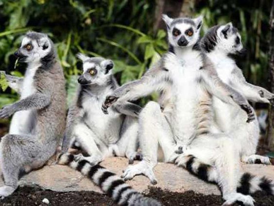 lemursWEB