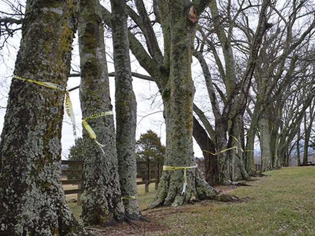 Top Tree Issue School system tackling troublesome trees - Southern Standard