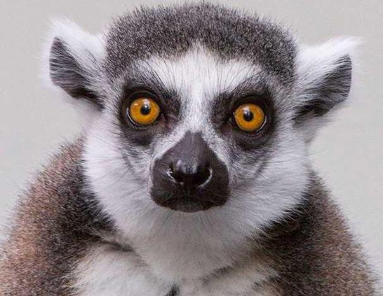 LemurWEB