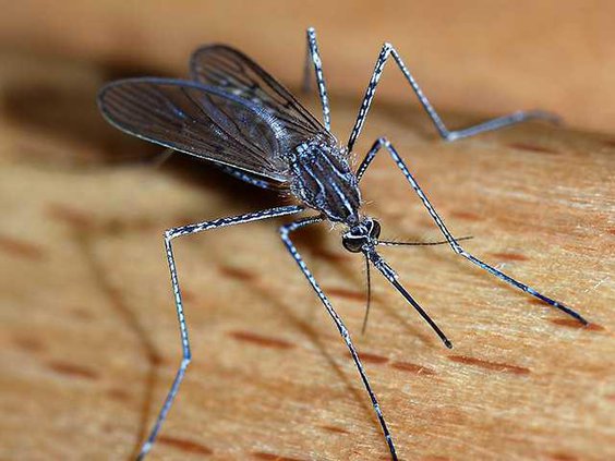 Mosquito color
