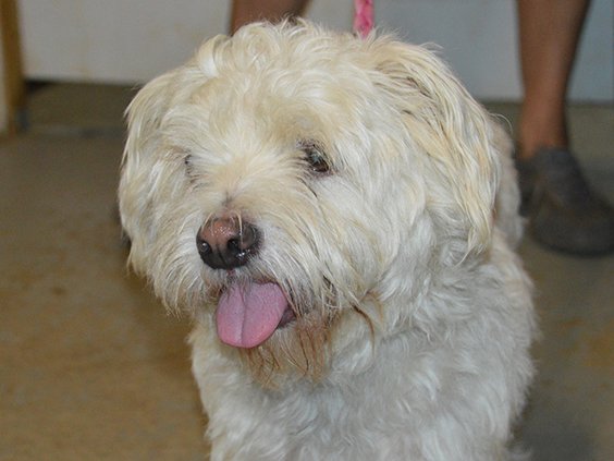 Pets of the week, dog original.jpg
