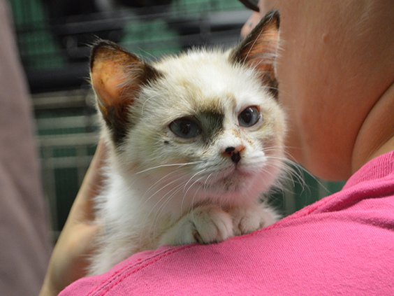 pet of the week - kitten.jpg