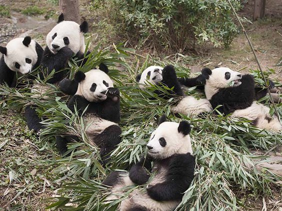 Giant Pandas at China's Chengdu Base.jpg