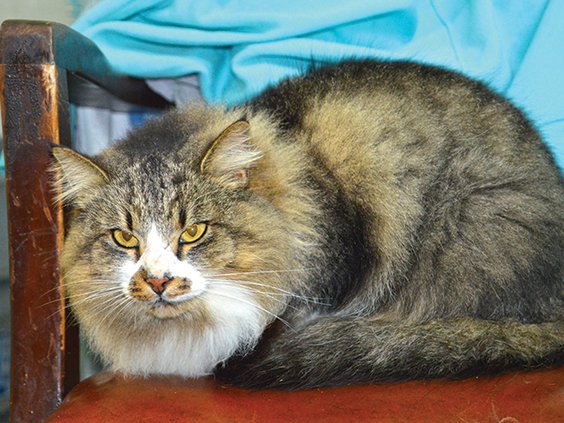 pets of the week, cat.jpg