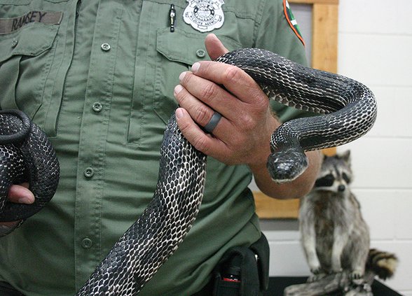 fair- TWRA-snake close-up.jpg