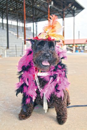 Dog Show-Costume winner.jpg
