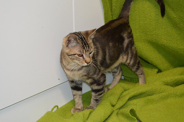 Pet of the Week, Marbles original.jpg