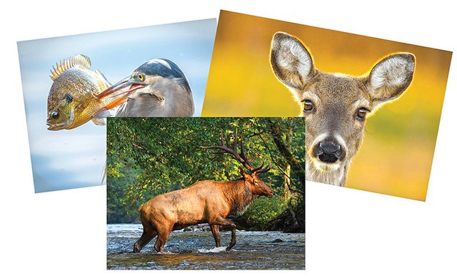 2023 Tennessee Wildlife Calendar Photo Contest Smithville Review