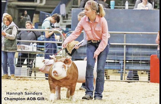 4-h hog show 2.jpg