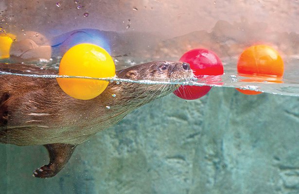 Style - River Otter Falls exhibit.jpg