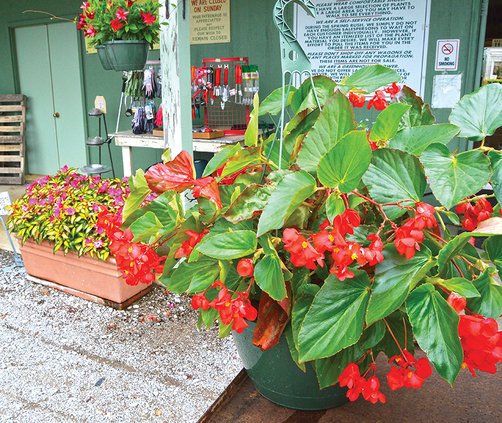 Mary's Greenhouse - flowers.jpg