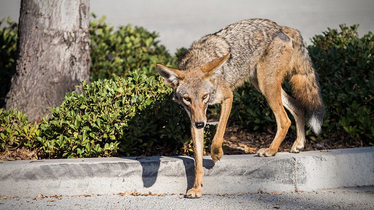 Coyote.jpg