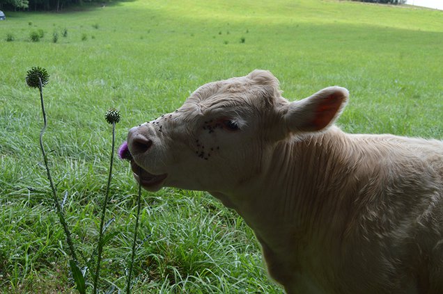 Samma - Elizabeth eating thistle.jpg