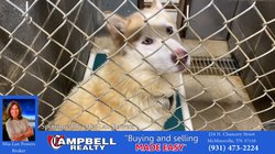 Pets of the Week - November 28, 2021