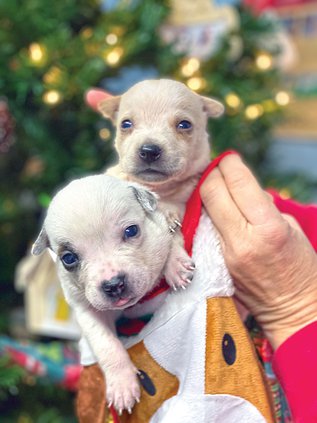 Animal Control Stocking Stuffer.jpg