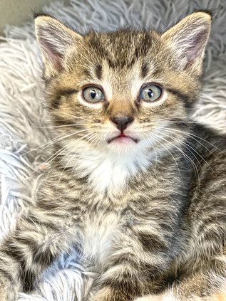 WCACAC needs fosters 2.jpg