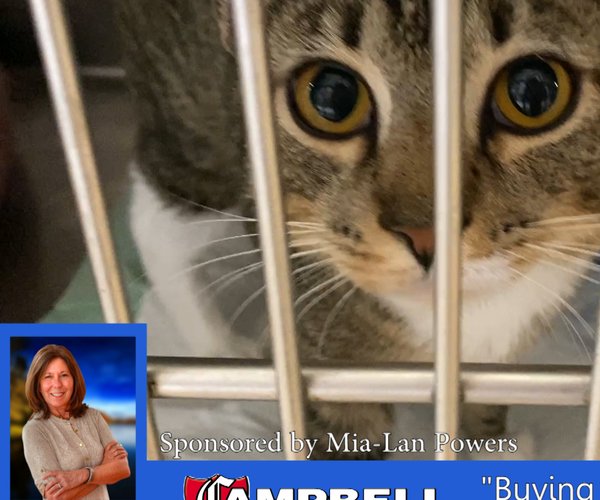 Pets of the Week - March 5, 2023