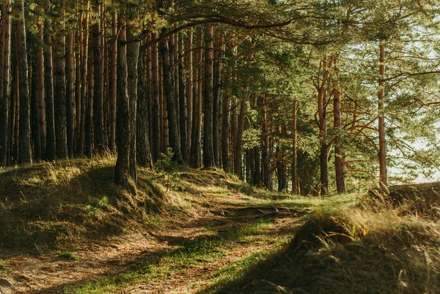 Timber Whispers