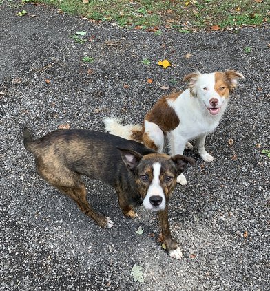 Dog